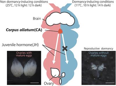 Neuroendocrine Regulation of Reproductive Dormancy in the Fruit Fly Drosophila melanogaster: A Review of Juvenile Hormone-Dependent Regulation
